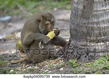 Northern pig-tailed macaque (Macaca leonina) feeding on a corn cob, Lamai, Koh Samui, Thailand, Asia View Large Photo Image Stock Photo - Northern pig-tailed macaque (Macaca leonina) feeding on a corn cob, Lamai, Koh Samui, Thailand, Asia. Fotosearch