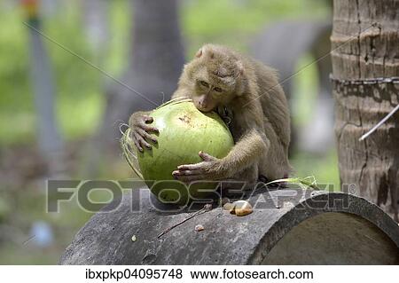 Northern pig-tailed macaque (Macaca leonina) peeling a coconut, Lamai, Koh Samui, Thailand, Asia View Large Photo Image Stock Photo - Northern pig-tailed macaque (Macaca leonina) peeling a coconut, Lamai, Koh Samui, Thailand, Asia. Fotosearch