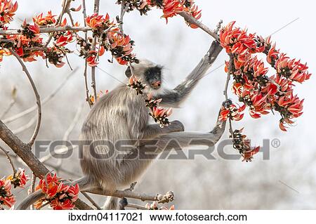 Northern plains gray langur (Semnopithecus entellus), Gir Forest National Park, Gir National Park, Gujarat, India, Asia View Large Photo Image Stock Image - Northern plains gray langur (Semnopithecus entellus), Gir Forest National Park, Gir National Park, Gujarat, India, Asia. Fotosearch