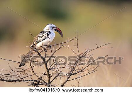 Stock Image - Northern Red-billed Hornbill (Tockus erythrorhynchus), perched on thornbush, Samburu National Reserve, Kenya, Africa. Fotosearch