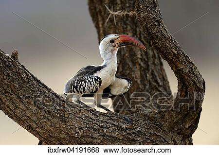 Stock Photo - Northern Red-billed Hornbill (Tockus erythrorhynchus), perched in a tree, Samburu National Reserve, Kenya, Africa. Fotosearch