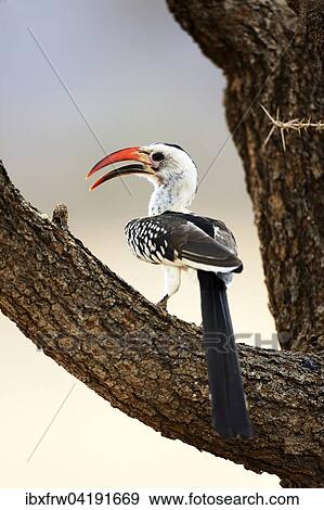 Northern Red-billed Hornbill (Tockus erythrorhynchus), perched in a tree, Samburu National Reserve, Kenya, Africa View Large Photo Image Stock Photo - Northern Red-billed Hornbill (Tockus erythrorhynchus), perched in a tree, Samburu National Reserve, Kenya, Africa. Fotosearch