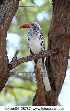 Northern Red-billed Hornbill (Tockus erythrorhynchus), adult on tree, Kruger National Park, South Africa, Africa View Large Photo Image Stock Photo - Northern Red-billed Hornbill (Tockus erythrorhynchus), adult on tree, Kruger National Park, South Africa, Africa. Fotosearch