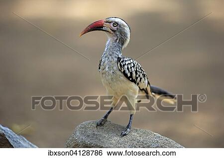 Northern Red-billed Hornbill (Tockus erythrorhynchus), adult, Kruger National Park, South Africa, Africa View Large Photo Image Stock Photograph - Northern Red-billed Hornbill (Tockus erythrorhynchus), adult, Kruger National Park, South Africa, Africa. Fotosearch