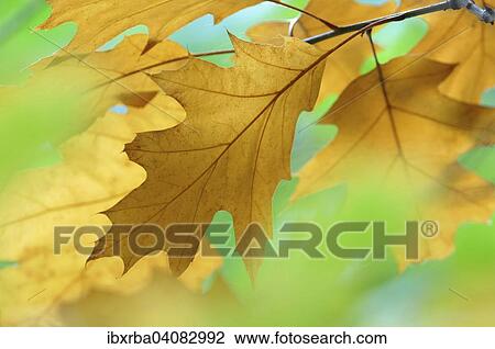 Northern red oak (Quercus rubra), leaves in autumn, North Rhine-Westphalia, Germany, Europe View Large Photo Image Stock Image - Northern red oak (Quercus rubra), leaves in autumn, North Rhine-Westphalia, Germany, Europe. Fotosearch