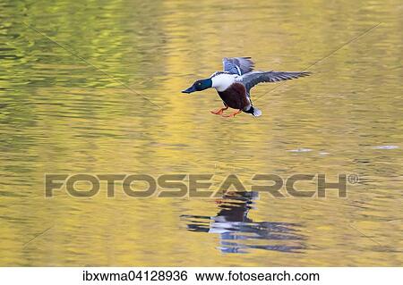 Northern Shoveler (Anas clypeata) about to land on the water, Hesse, Germany, Europe View Large Photo Image Stock Photograph - Northern Shoveler (Anas clypeata) about to land on the water, Hesse, Germany, Europe. Fotosearch