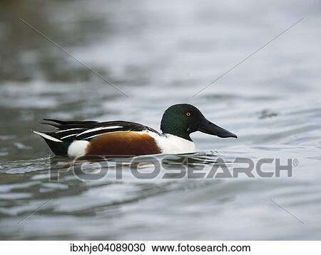 Stock Image - Northern shoveler (Anas clypeata), Lake Constance, Baden-Wurttemberg, Germany, Europe. Fotosearch