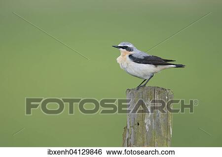 Northern Wheatear (Oenanthe oenanthe), Emsland, Lower Saxony, Germany, Europe View Large Photo Image Stock Photograph - Northern Wheatear (Oenanthe oenanthe), Emsland, Lower Saxony, Germany, Europe. Fotosearch