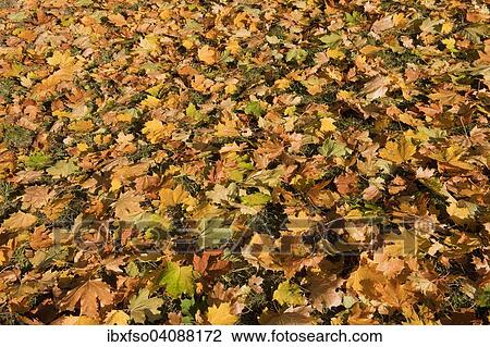 Stock Image - Norway Maple (Acer platanoides), autumn leaves, Thuringia, Germany, Europe. Fotosearch