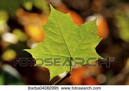 Norway maple (Acer platanoides), single leaf, North Rhine-Westphalia, Germany, Europe View Large Photo Image Stock Photography - Norway maple (Acer platanoides), single leaf, North Rhine-Westphalia, Germany, Europe. Fotosearch