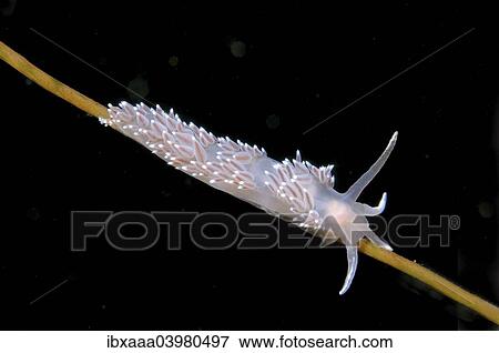 Nudibranch (Flabellina verrucosa), sea slug, White sea, Karelia, Arctic, Russian Federation View Large Photo Image Stock Photo - Nudibranch (Flabellina verrucosa), sea slug, White sea, Karelia, Arctic, Russian Federation. Fotosearch