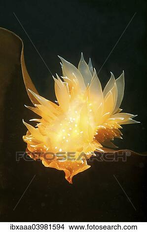 Nudibranch or Sea Slug (Dirona pellucida), Sea of Japan, Primorsky Krai, Russia, Europe View Large Photo Image Picture - Nudibranch or Sea Slug (Dirona pellucida), Sea of Japan, Primorsky Krai, Russia, Europe. Fotosearch
