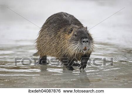 Nutria or Coypu (Myocastor coypus) on a frozen pond, Bavaria, Germany, Europe View Large Photo Image Stock Photograph - Nutria or Coypu (Myocastor coypus) on a frozen pond, Bavaria, Germany, Europe. Fotosearch