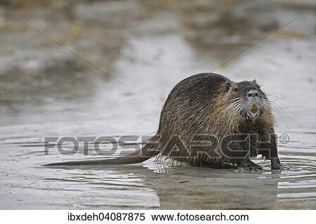 Nutria or Coypu (Myocastor coypus) on a frozen pond, Bavaria, Germany, Europe View Large Photo Image Stock Photography - Nutria or Coypu (Myocastor coypus) on a frozen pond, Bavaria, Germany, Europe. Fotosearch