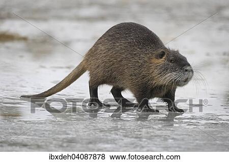 Nutria or Coypu (Myocastor coypus) crossing a frozen pond, Bavaria, Germany, Europe View Large Photo Image Stock Photo - Nutria or Coypu (Myocastor coypus) crossing a frozen pond, Bavaria, Germany, Europe. Fotosearch