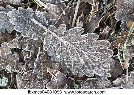 Oak leaf with hoarfrost View Large Photo Image Stock Image - Oak leaf with hoarfrost. Fotosearch