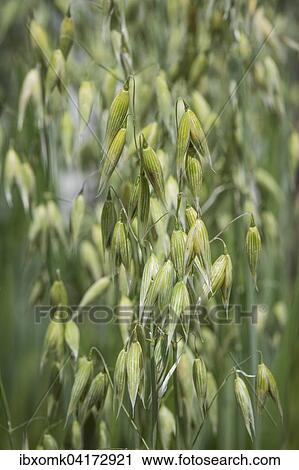 Oats (Avena sativa), Baden-Wurttemberg, Germany, Europe View Large Photo Image Stock Image - Oats (Avena sativa), Baden-Wurttemberg, Germany, Europe. Fotosearch