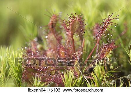 Oblong-leaved sundew or spoonleaf sundew (Drosera intermedia), Emsland, Lower Saxony, Germany, Europe View Large Photo Image Stock Image - Oblong-leaved sundew or spoonleaf sundew (Drosera intermedia), Emsland, Lower Saxony, Germany, Europe. Fotosearch