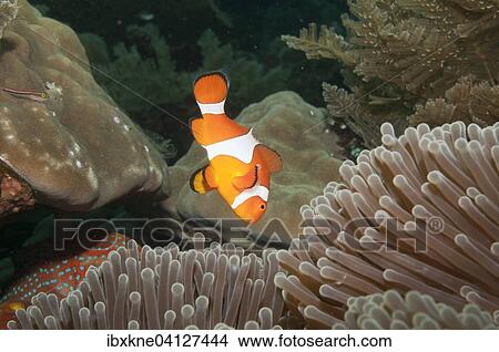 Ocellaris clownfish (Amphiprion ocellaris) in Sea Anemone (Heteractis spec. ), Bali, Indonesia, Asia View Large Photo Image Picture - Ocellaris clownfish (Amphiprion ocellaris) in Sea Anemone (Heteractis spec. ), Bali, Indonesia, Asia. Fotosearch