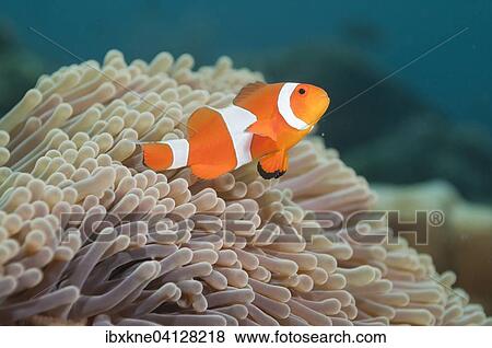 Ocellaris clownfish (Amphiprion ocellaris) in Sea Anemone (Heteractis spec. ), Bali, Indonesia, Asia View Large Photo Image Stock Photo - Ocellaris clownfish (Amphiprion ocellaris) in Sea Anemone (Heteractis spec. ), Bali, Indonesia, Asia. Fotosearch