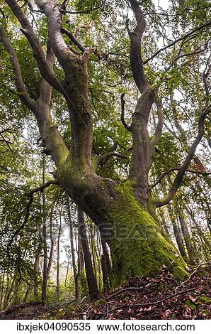 Old beech, Darss peninsula, West Coast, Western Pomerania Lagoon Area National Park, Mecklenburg-Western Pomerania, Germany, Europe View Large Photo Image Stock Photography - Old beech, Darss peninsula, West Coast, Western Pomerania Lagoon Area National Park, Mecklenburg-Western Pomerania, Germany, Europe. Fotosearch