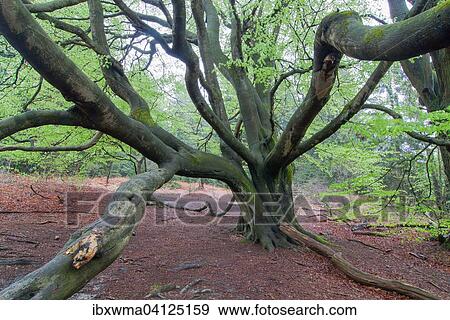 Old beech tree (Fagus sp. ) with snakelike branches, Primeval Forest Sababurg, Hesse, Germany, Europe View Large Photo Image Stock Photo - Old beech tree (Fagus sp. ) with snakelike branches, Primeval Forest Sababurg, Hesse, Germany, Europe. Fotosearch