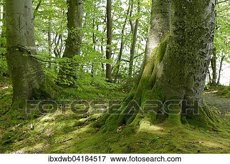 Old beech trees in Schlosspark Berg, Upper Bavaria, Bavaria, Germany, Europe View Large Photo Image Stock Photo - Old beech trees in Schlosspark Berg, Upper Bavaria, Bavaria, Germany, Europe. Fotosearch