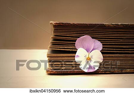 Old book with a horned violet View Large Photo Image Stock Photograph - Old book with a horned violet. Fotosearch