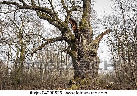 Stock Photograph - Old English oak (Quercus robur), Byttna-Hain, Biospharenreservat Spreewald biosphere reserve, UNESCO World Heritage Site, Straupitz, Brandenburg, Germany, Europe. Fotosearch