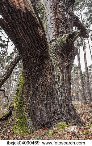 Old English oak (Quercus robur), trunk, Byttna-Hain, Biospharenreservat Spreewald biosphere reserve, UNESCO World Heritage Site, Straupitz, Brandenburg, Germany, Europe View Large Photo Image Stock Photo - Old English oak (Quercus robur), trunk, Byttna-Hain, Biospharenreservat Spreewald biosphere reserve, UNESCO World Heritage Site, Straupitz, Brandenburg, Germany, Europe. Fotosearch