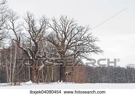 Old English oaks (Quercus robur) in winter, Byttna-Hain, Biospharenreservat Spreewald biosphere reserve, UNESCO World Heritage Site, Straupitz, Brandenburg, Germany, Europe View Large Photo Image Picture - Old English oaks (Quercus robur) in winter, Byttna-Hain, Biospharenreservat Spreewald biosphere reserve, UNESCO World Heritage Site, Straupitz, Brandenburg, Germany, Europe. Fotosearch