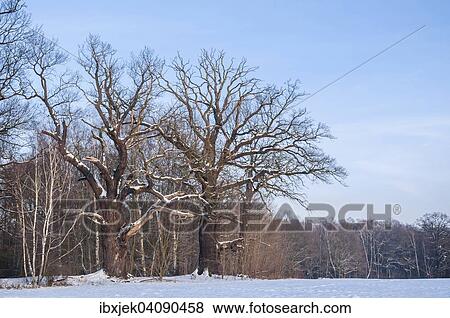 Old English oaks (Quercus robur) in winter, Byttna-Hain, Biospharenreservat Spreewald biosphere reserve, UNESCO World Heritage Site, Straupitz, Brandenburg, Germany, Europe View Large Photo Image Stock Photo - Old English oaks (Quercus robur) in winter, Byttna-Hain, Biospharenreservat Spreewald biosphere reserve, UNESCO World Heritage Site, Straupitz, Brandenburg, Germany, Europe. Fotosearch