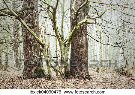 Stock Photograph - Old English oaks (Quercus robur), Byttna-Hain, Biospharenreservat Spreewald biosphere reserve, UNESCO World Heritage Site, Straupitz, Brandenburg, Germany, Europe. Fotosearch