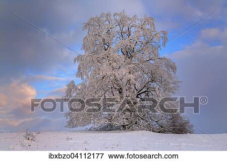 Stock Photo - Old European beech (Fagus sylvatica) covered with hoarfrost, evening light, biosphere reserve, Swabian Jura, Baden-Wurttemberg, Germany, Europe. Fotosearch