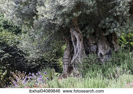 Old olive tree (Olea europaea), Funchal, Madeira, Portugal, Europe View Large Photo Image Stock Photograph - Old olive tree (Olea europaea), Funchal, Madeira, Portugal, Europe. Fotosearch