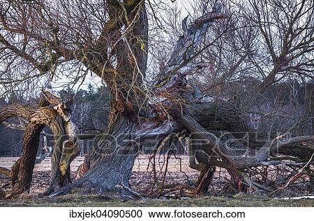 Stock Image - Old Willow, Darss peninsula, Mecklenburg-Vorpommern, Germany, Europe. Fotosearch
