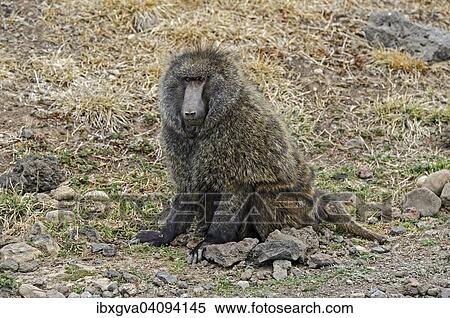 Olive Baboon, Anubis Baboon (Papio anubis), Bale region, Oromia Region, Ethiopia, Africa View Large Photo Image Stock Photography - Olive Baboon, Anubis Baboon (Papio anubis), Bale region, Oromia Region, Ethiopia, Africa. Fotosearch