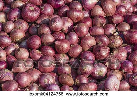 Onions, Kerala, India, Asia View Large Photo Image Stock Photograph - Onions, Kerala, India, Asia. Fotosearch