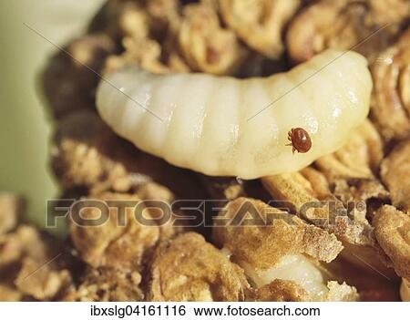 Open brood comb with parasitic bee mite (Varroa sp. ) on European honey bee (Apis mellifera) drone larva, Bavaria, Germany, Europe View Large Photo Image Stock Photograph - Open brood comb with parasitic bee mite (Varroa sp. ) on European honey bee (Apis mellifera) drone larva, Bavaria, Germany, Europe. Fotosearch