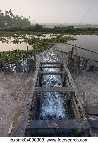 Opened wooden gate to regulate the water level of the Pokkali rice fields during ebb and flood, backwaters, Ernakulam District, Kerala, India, Asia View Large Photo Image Stock Image - Opened wooden gate to regulate the water level of the Pokkali rice fields during ebb and flood, backwaters, Ernakulam District, Kerala, India, Asia. Fotosearch