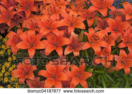 Orange Tiger Lilies (Lilium lancifolium), Bavaria, Germany, Europe View Large Photo Image Stock Photo - Orange Tiger Lilies (Lilium lancifolium), Bavaria, Germany, Europe. Fotosearch