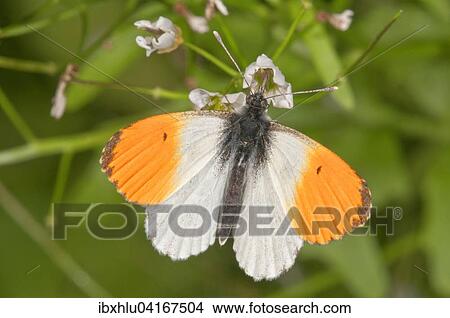 Orange tip (Anthocharis cardamines), male, feeding on large bittercress (Cardamine amara), Baden-Wurttemberg, Germany, Europe View Large Photo Image Picture - Orange tip (Anthocharis cardamines), male, feeding on large bittercress (Cardamine amara), Baden-Wurttemberg, Germany, Europe. Fotosearch