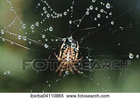 Orb-weaving Spider (Araneus) in the spiderweb with dew drops, North Rhine-Westphalia, Germany, Europe View Large Photo Image Stock Photography - Orb-weaving Spider (Araneus) in the spiderweb with dew drops, North Rhine-Westphalia, Germany, Europe. Fotosearch