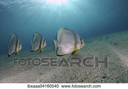Orbicular Batfish (Platax orbicularis) above the sandy bottom, Red Sea, Marsa Alam, Abu Dabab, Egypt, Africa View Large Photo Image Stock Image - Orbicular Batfish (Platax orbicularis) above the sandy bottom, Red Sea, Marsa Alam, Abu Dabab, Egypt, Africa. Fotosearch