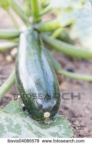 Organic Zucchini or Courgette (Cucurbita pepo) growing in a garden View Large Photo Image Stock Photo - Organic Zucchini or Courgette (Cucurbita pepo) growing in a garden. Fotosearch