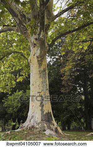 Oriental plane tree (Platanus orientalis), Kalemegdan park, Belgrade, Serbia, Europe View Large Photo Image Stock Photo - Oriental plane tree (Platanus orientalis), Kalemegdan park, Belgrade, Serbia, Europe. Fotosearch