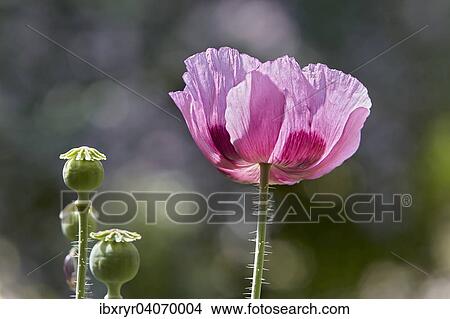 Picture - Oriental Poppy (Papaver orientale). Fotosearch
