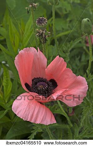 Oriental poppy (Papaver orientale) flower and seed head, Bavaria, Germany, Europe View Large Photo Image Stock Image - Oriental poppy (Papaver orientale) flower and seed head, Bavaria, Germany, Europe. Fotosearch