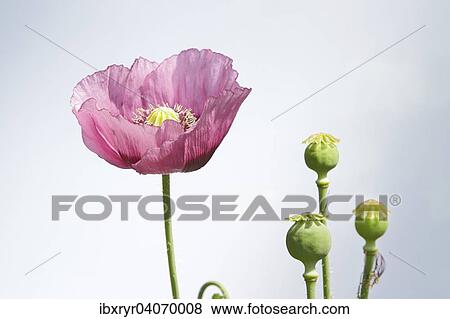 Oriental Poppy (Papaver orientale) View Large Photo Image Stock Photo - Oriental Poppy (Papaver orientale). Fotosearch