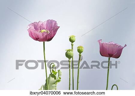 Oriental Poppy (Papaver orientale) View Large Photo Image Stock Photograph - Oriental Poppy (Papaver orientale). Fotosearch